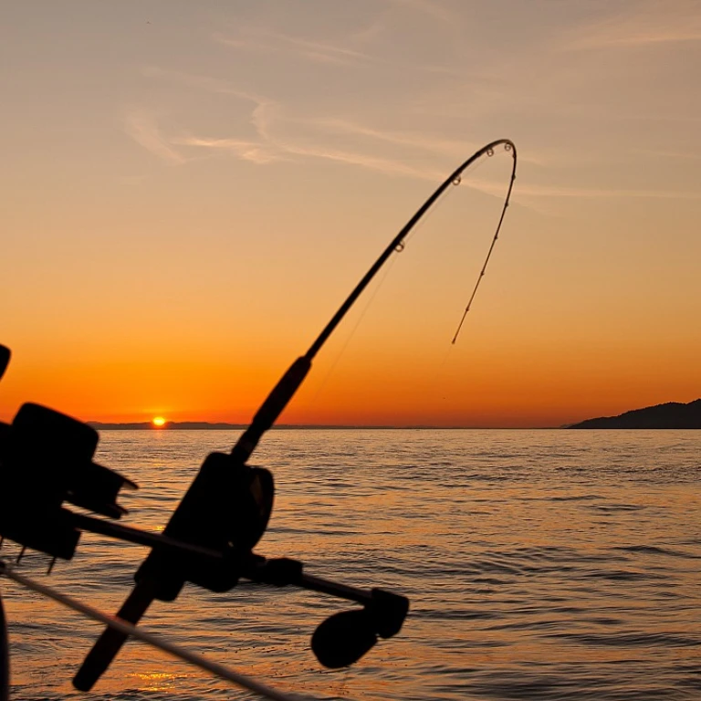 Découvrir la canne à pêche parfaite pour chaque besoin