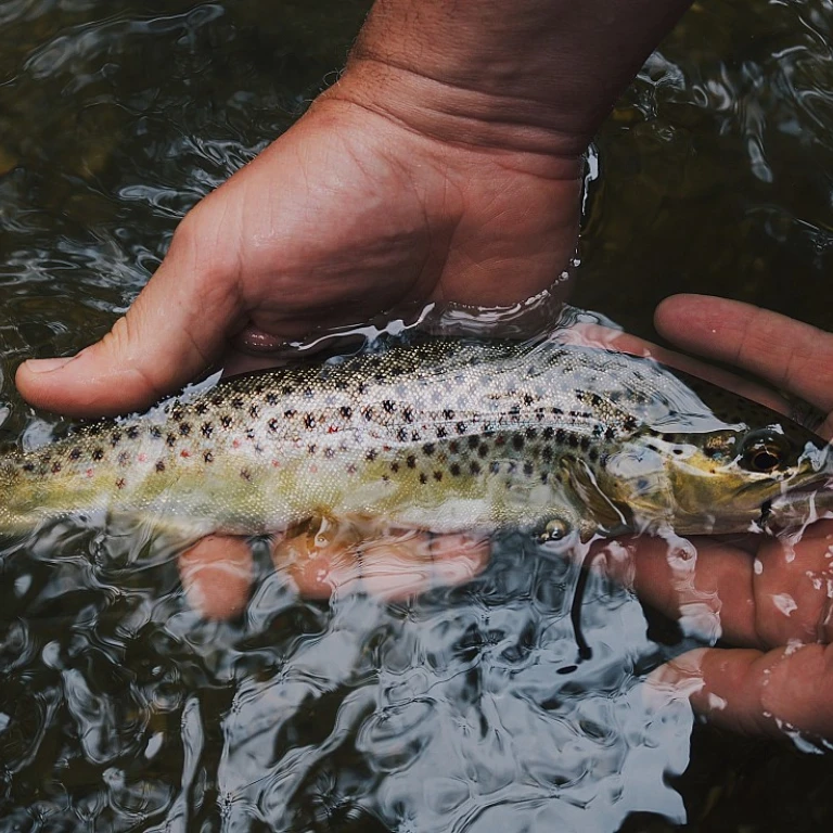 Peche a mouche : techniques et astuces pour les passionnés